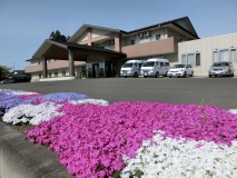 玄関前の芝桜