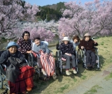 石川町の河川敷で満開の桜を見ながらお花見をしました。